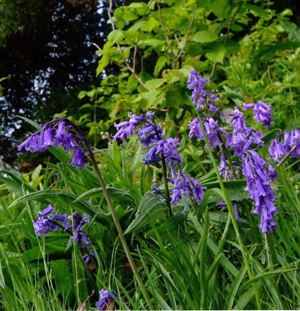 The Wild Garden | Friends of Queens Park, Brighton